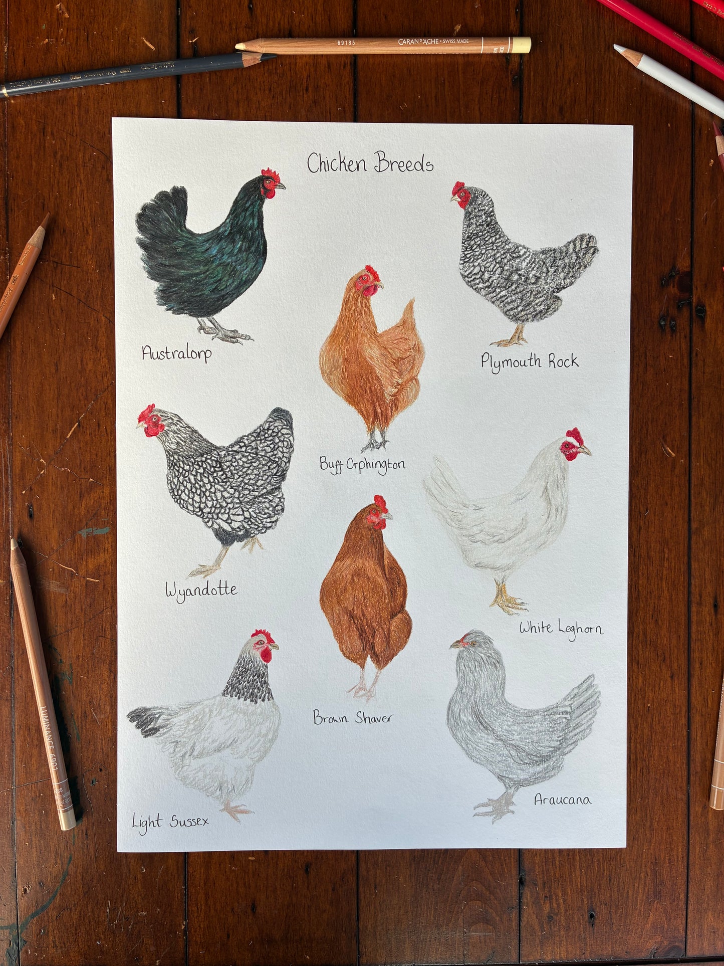 Chicken Breeds Print