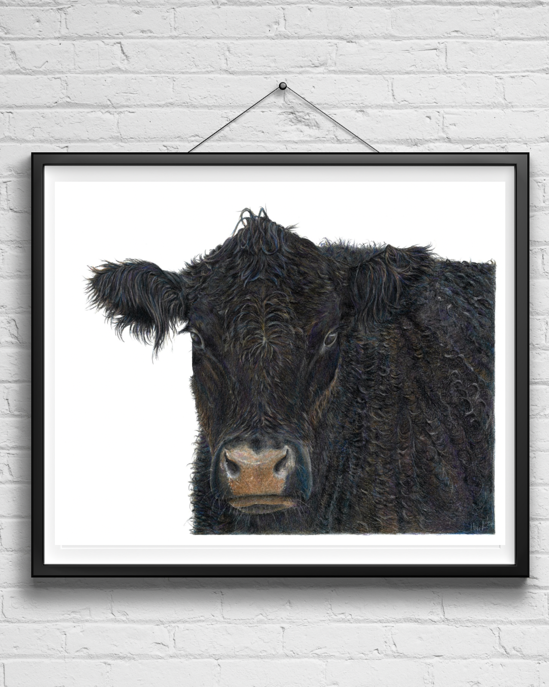 ‘Big Angus’ Print