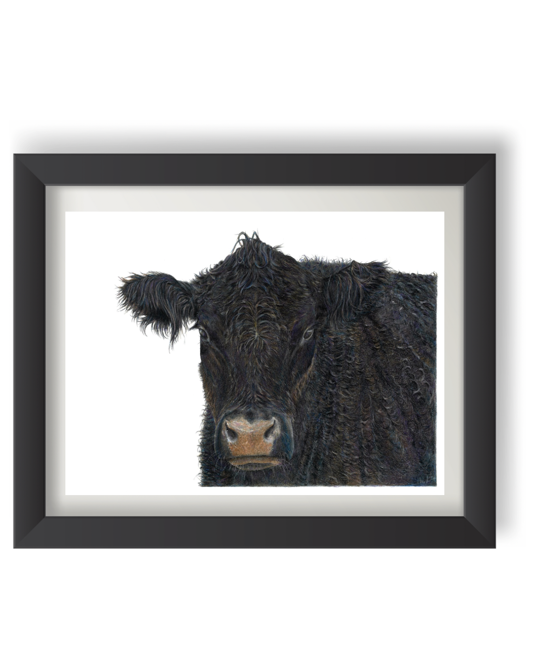 ‘Big Angus’ Print