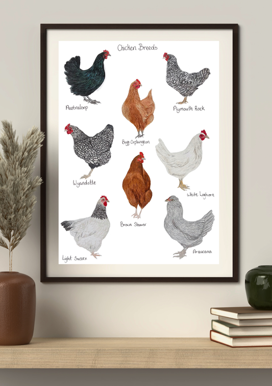 Chicken Breeds Print