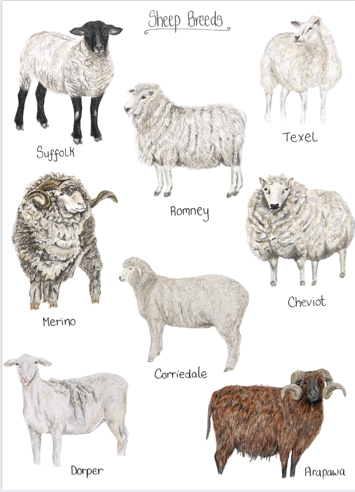 Sheep Breeds Print