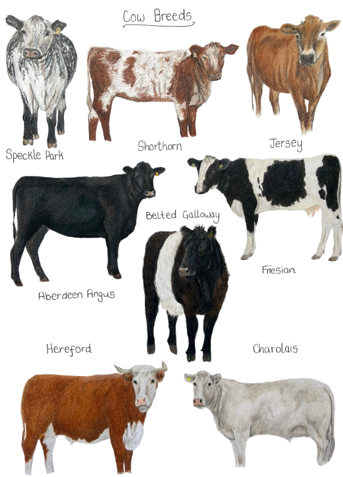 Cow Breeds Print