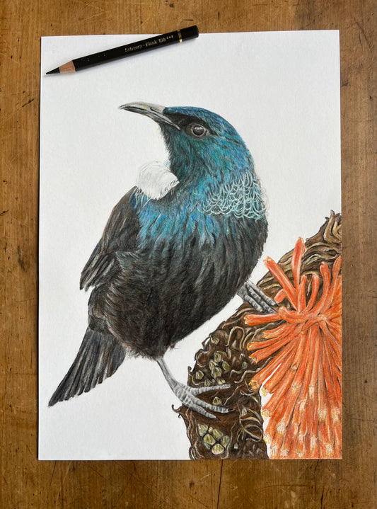 'The Tuesday Tui' Print